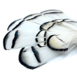 Lady Amherst Tippet Feathers