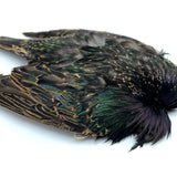 Starling Skin