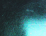 Chocklett's Loco Foam - Peacock