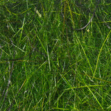 Hare'e Wiggle Dub - Peacock