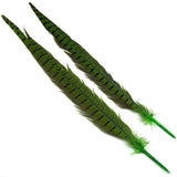 Ringneck Pheasant Tail Feathers - Green