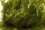 Hareline JBF Jelly Blob Fritz Chenille