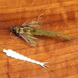 Cohen's Damsel Tail