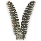 Ozark Oak Mottled Turkey Wing Quills