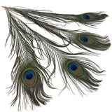 Peacock Eyed Sticks - Natural