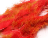Polychrome Rabbit Strips