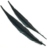 Ringneck Pheasant Tail Feathers - Black
