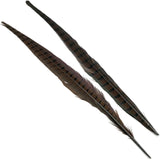Ringneck Pheasant Tail Feathers - Brown
