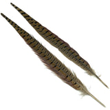Ringneck Pheasant Tail Feathers - Natural