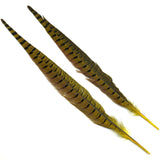 Ringneck Pheasant Tail Feathers - Yellow