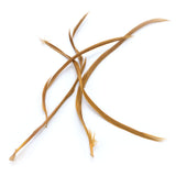 Stripped Goose Biots - Gold